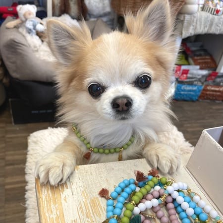 hundehalsband coco beach green