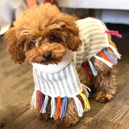 alpaca hundeponcho rainbow