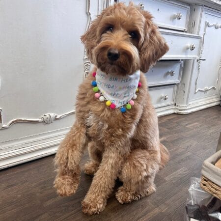 happy birthday bandana