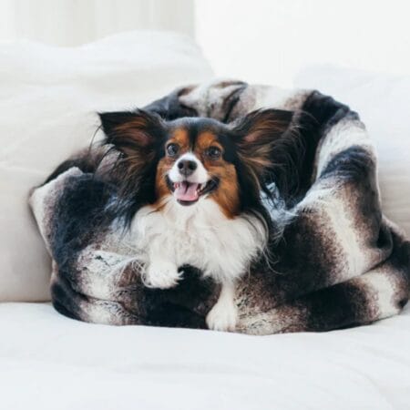 designer snuggle chinchilla