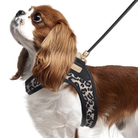 kite harness leopard